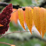 Rhus typhina (Sumac)