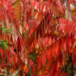 Rhus typhina (Sumac)