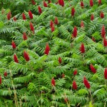 Rhus typhina (Sumac)