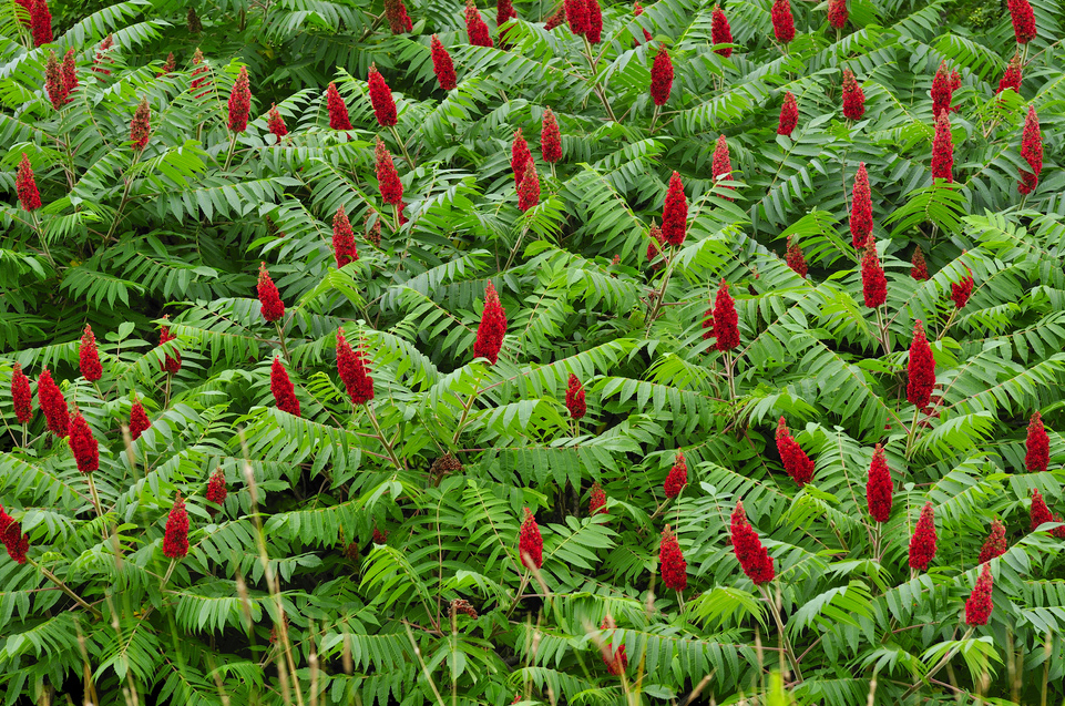 Ð ÐµÐ·ÑÐ»ÑÐ°Ñ Ñ Ð¸Ð·Ð¾Ð±ÑÐ°Ð¶ÐµÐ½Ð¸Ðµ Ð·Ð° ÑÑÑÑÐ¸ÑÐ¸Ð½Ð°