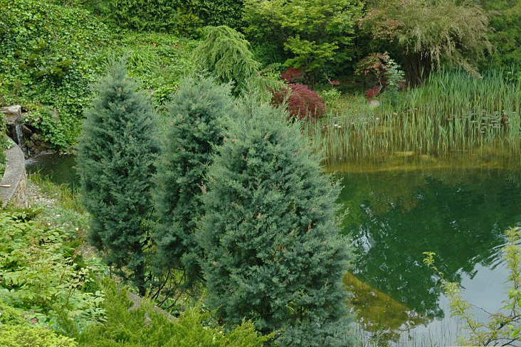 Аризонски кипарис (Cupressus arizonica) Аризонски кипарис (Cupressus arizonica)