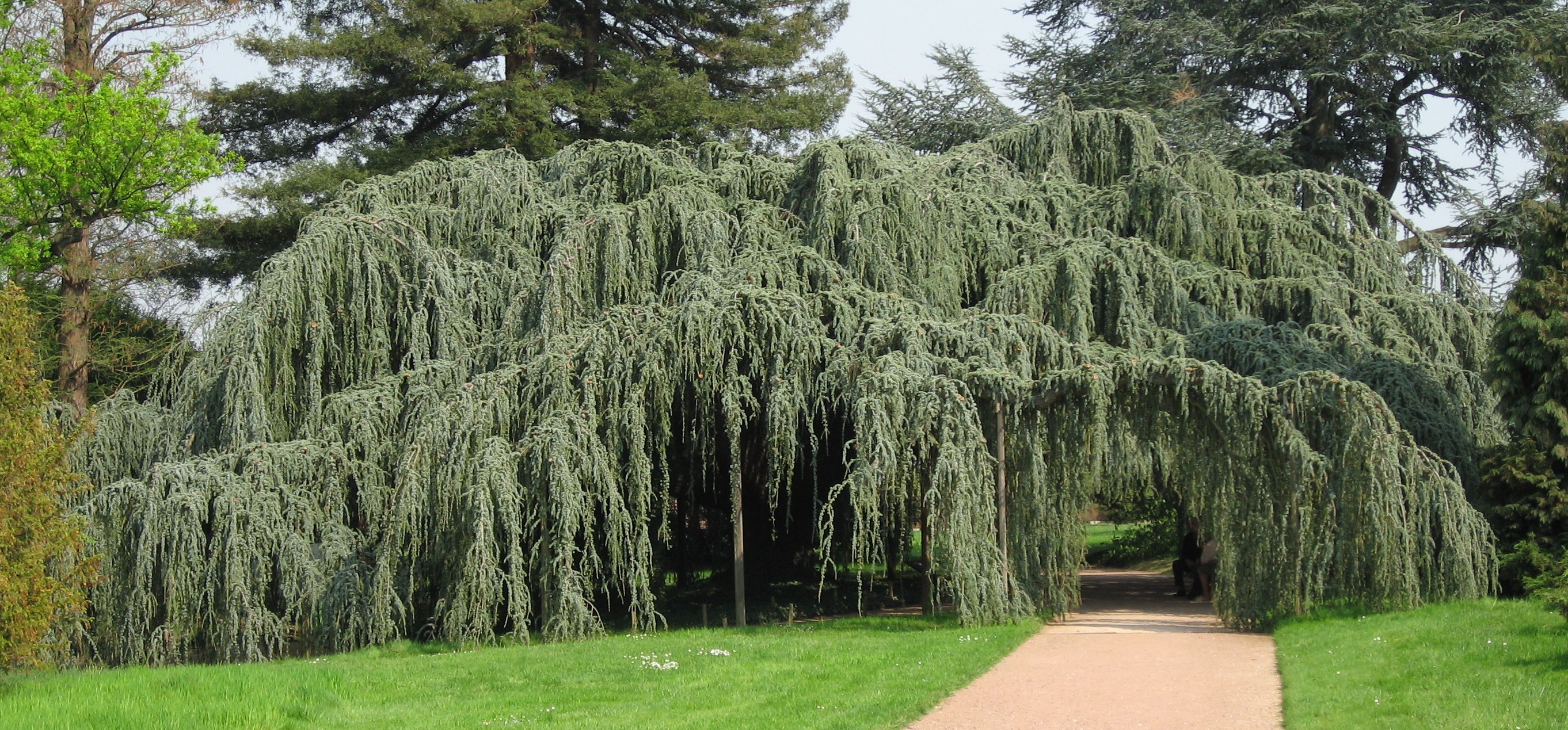 Cedrus_libani_atlantica_'Glauca_Pendula' Cedrus Libani Pendula