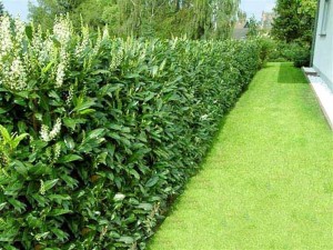 Prunus laurocerasus Prunus laurocerasus