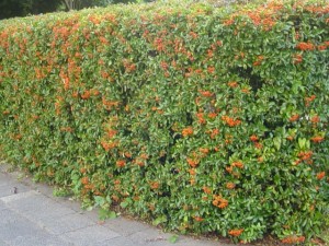Pyracantha Pyracantha