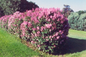 Syringa Syringa