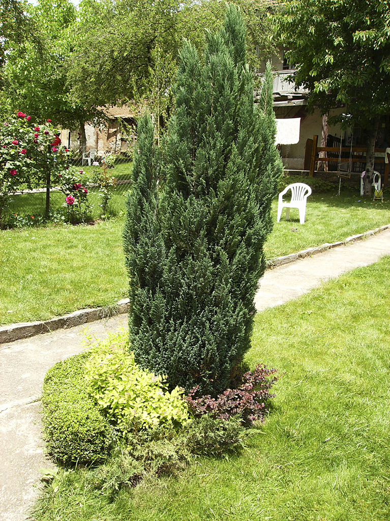 Chamaecyparis Columnaris Glauca Chamaecyparis Columnaris Glauca