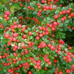 Котонеастер (Cotoneaster) през есента
