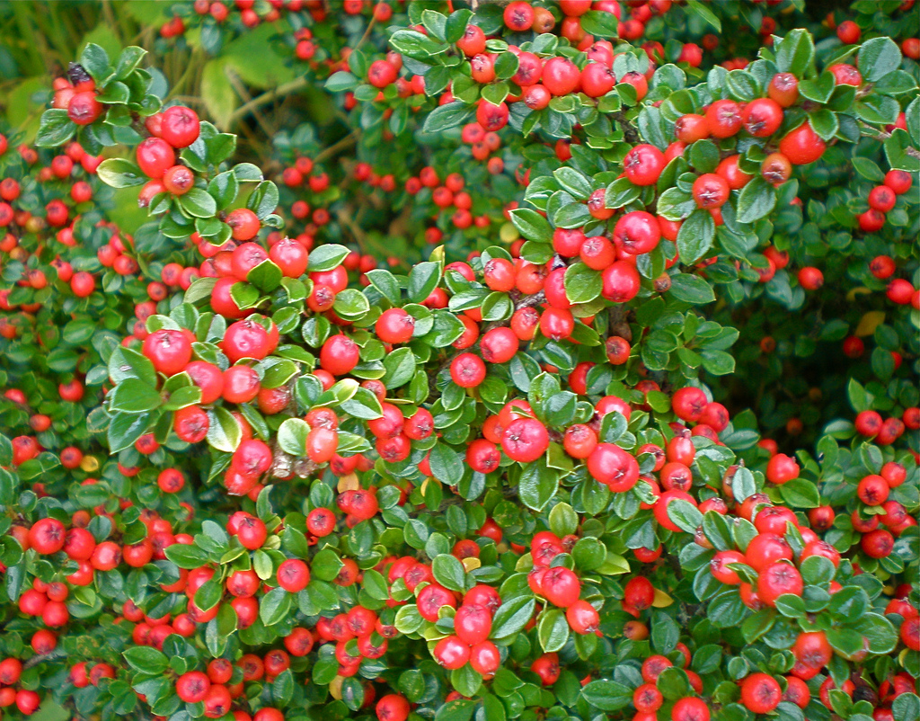 Котонеастер (Cotoneaster) през есента Котонеастер (Cotoneaster) през есента