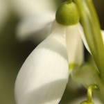 Кокиче (Galanthus nivalis)