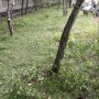Зелени площи - състояние преди облагородяване