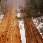 Гигантска секвоя (Sequoiadendron giganteum)