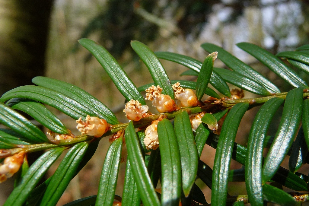 Тис (Taxus) - листа Тис (Taxus) - листа